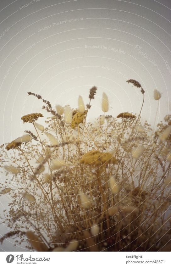 shrubby Plant Bushes Dry Dried Colour photo Subdued colour Interior shot Lomography Dried flower Deserted Neutral Background Yellow Brownish Bouquet