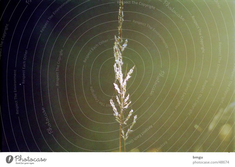 autumn mood Autumn Seasons Green Grass Blade of grass Meadow Calm Relaxation Exterior shot Nature Peace Macro (Extreme close-up)