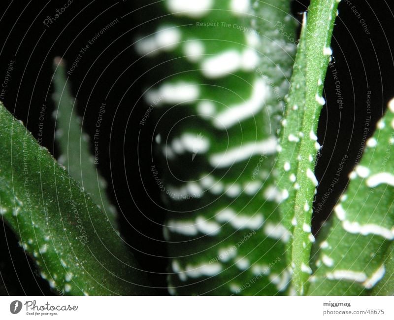 Green Vera Plant Palm tree Aloe Black Stripe Macro (Extreme close-up) Nature Close-up