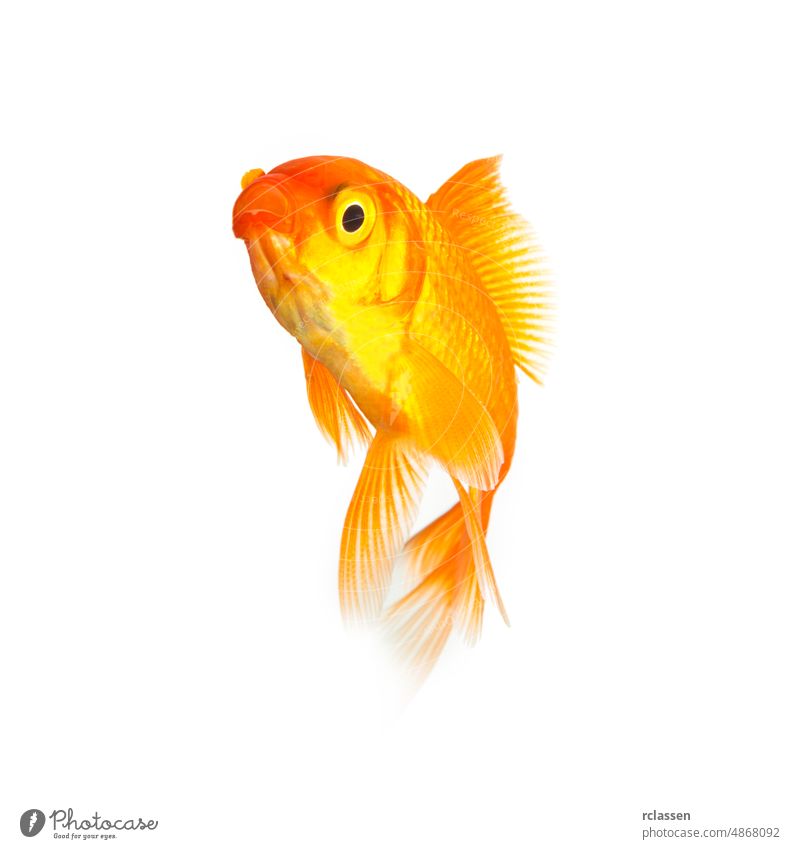 Goldfish isolated on white background animal water goldfish motion critters purity swim underwater pet carp tropical vertebrate orange gills fin looking diving