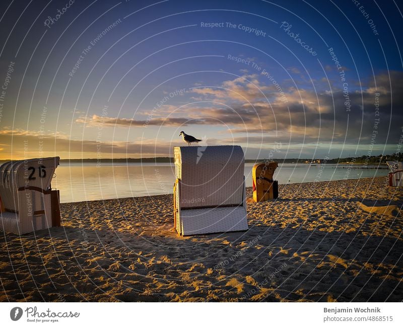 Seagull sitting on a beach chair at the beach of Eckernförde Beach beachchair Morning Sand Sunrise Clouds Baltic Sea eckernförde plain water