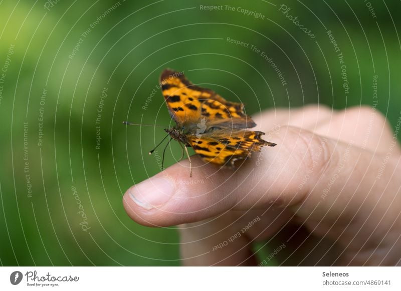 Small visitor Butterfly butterfly wings Fingers Fingernail Hand Insect Macro (Extreme close-up) Nature Grand piano butterflies naturally Near blurriness