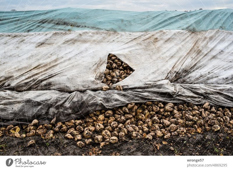 Sugar beets piled up and protected with tarpaulins are stored at the edge of the field Sugar Beets Field Margin of a field Autumn Harvest harvest season cleared