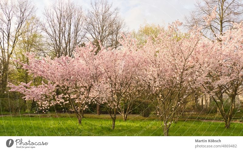 Cherry blossoms in the park in Berlin. In spring, the cherry trees bloom season japanese nature cherry blossom pink flora flower white release blue garden