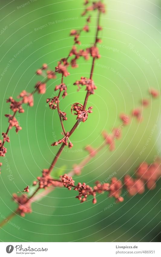 Mama´s Garden Environment Nature Plant Sunlight Summer Flower Leaf Blossom Park Blossoming Fragrance Illuminate Fresh Bright Natural Green Red Colour photo