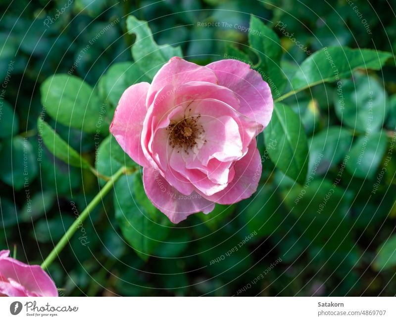 Bouquet of pink roses in the planting area bouquet fresh flower garden flowers beautiful nature blossom blooming floral petal romantic bush gardening bunch