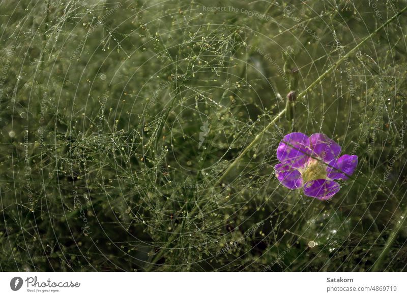 A Pink flower in the Cyrtococcum patens field weed outdoor plant pink fall environment background nature fresh leaf natural green wildflower blossom soft meadow