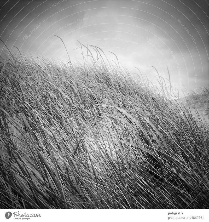 dune duene Sand coast North Sea North Sea coast Jutland Denmark Sky Clouds Beach Ocean Landscape Marram grass Nature Black & white photo Soft Square dunes