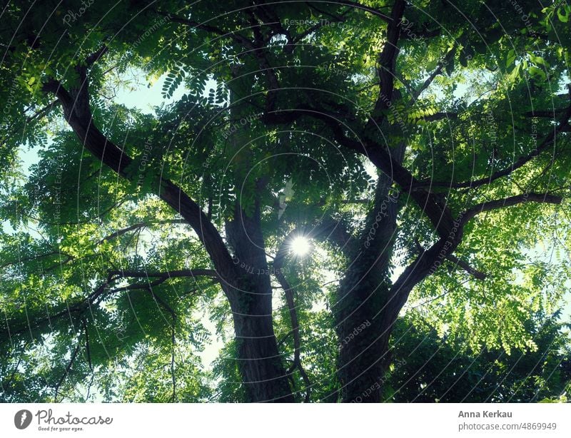 Sun rays shine through a tree top Treetop Nature Leaf canopy Sunbeam Sunlight Sky Tree trunk Permeate natural light Light (Natural Phenomenon) Green