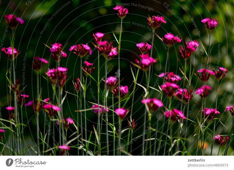 Carthusian carnations anemone blossom Blossom awakening spring Spring spring awakening Garden allotment Garden allotments bud composite Deserted neighbourhood