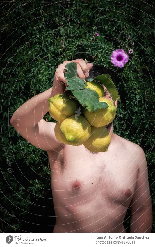 Young man holding a bunch of lemons that covers his face person guy young fresh lemons organic lemons branch food organic food organic farming fruit yellow