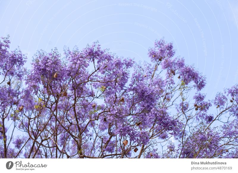 Purple violet jacaranda trees blooming in the park. Beautiful trees in full bloom with blue sky as background. Park with jacarandas with purple blossoms.