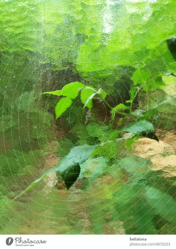 Plant behind glass Glass Window Window pane Pane Colour photo Transparent Deserted Mysterious Structures and shapes Pattern Day Close-up Slice Light Abstract