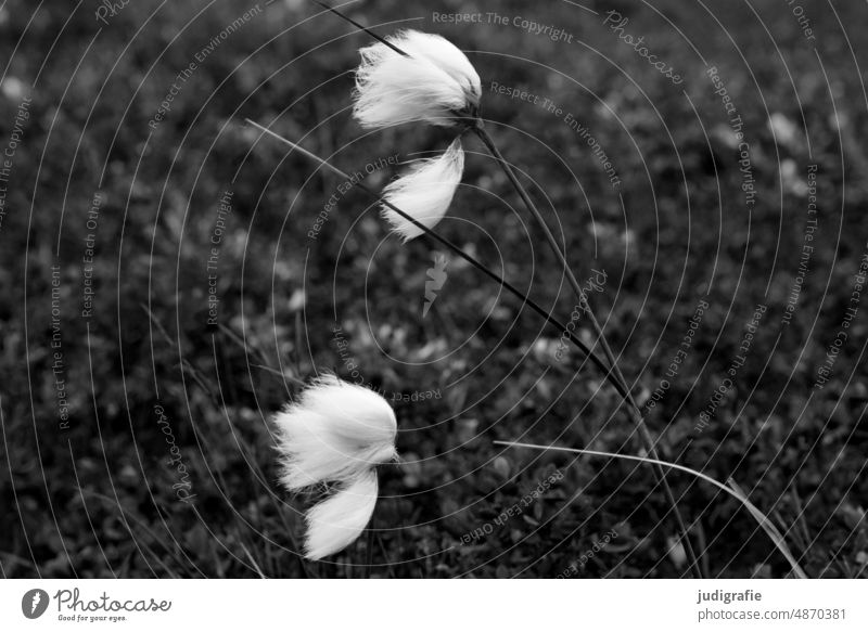 cotton grass Cotton grass Sour grass Woolcrest Blossom Nature Plant Grass Meadow naturally Wild plant Environment White Bog Marsh Marsh plant marshland