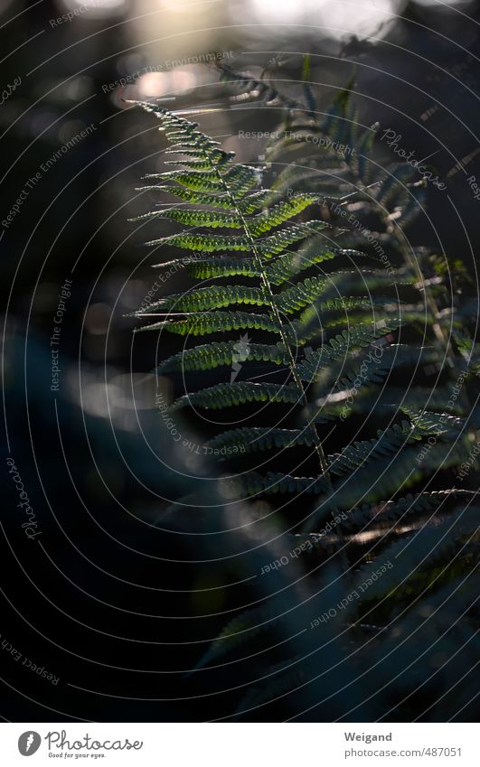 fern, fern, fern Moon Full  moon Wood To hold on Esthetic Dark Fantastic Creepy Green Black Crime thriller Forest Eerie Fern Plant Footpath Colour photo