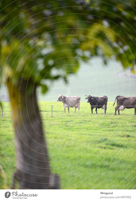 As valuable as a little steak. Food Meat Environment Nature Summer Autumn Animal Farm animal Cow 3 Group of animals Herd To feed Feeding Country life