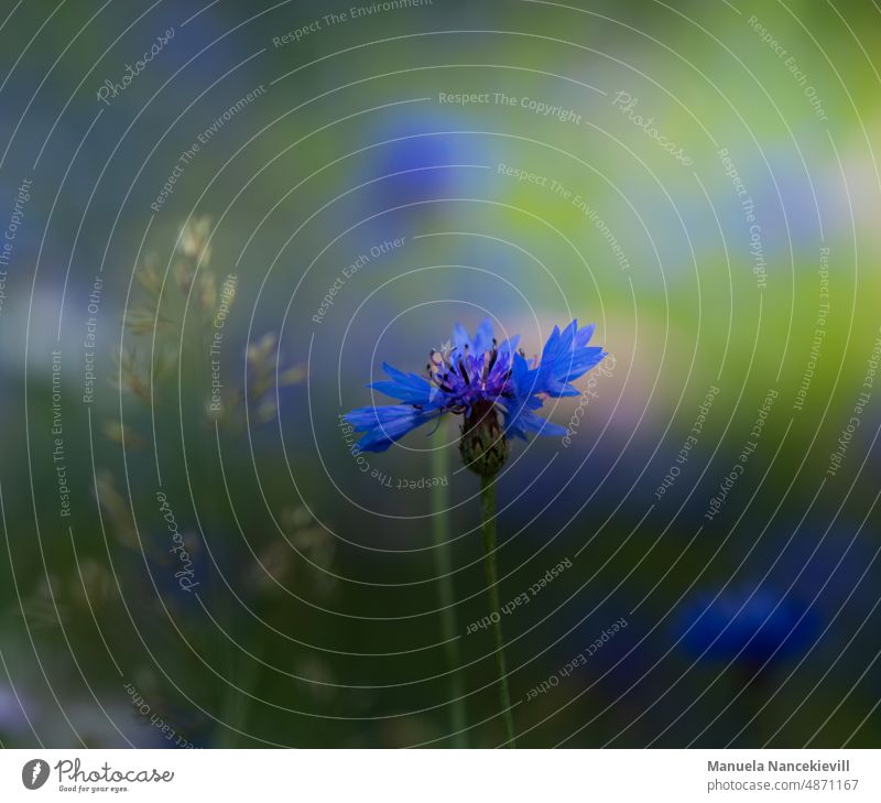 Cornflower in the field cornflowers cornflower meadow cornflower blue cornflower field cornflower blossom Flower Summer Blue Field Plant Nature Colour photo