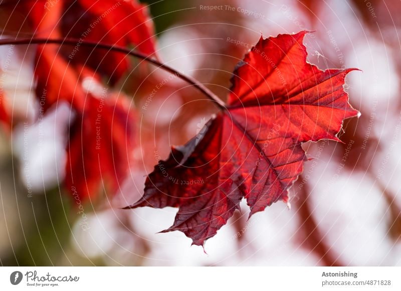 Red maple leaf Maple tree Leaf Autumnal colours peak acer Fire maple stalk leaves foliage detail veins Nature Tree Autumn leaves Transience Colour photo