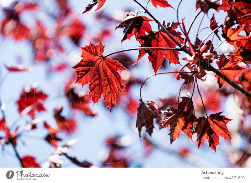 Red maple leaves Maple tree Leaf Autumnal colours peak acer Fire maple stalk foliage detail veins Nature Tree Autumn leaves Transience Colour photo