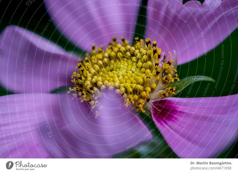 Cosmos, Jewel Basket; Mexican Aster (Cosmos bipinnatus, Syn.: Cosmea bipinnata, Bidens formosa). cosmos Mexican aster cosmetics inflorescence Tongue blossoms