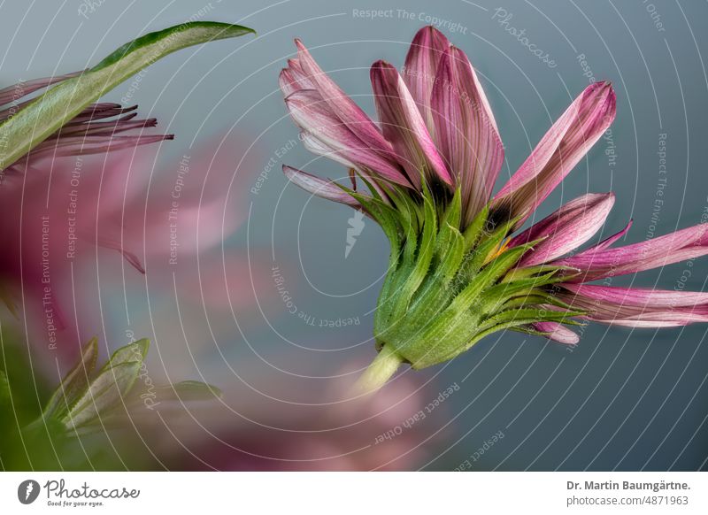 Inflorescence of a gazania, cultivated form; serves as summer flower in Central Europe, as not winter-hardy Gazania inflorescence blossom composite asteraceae