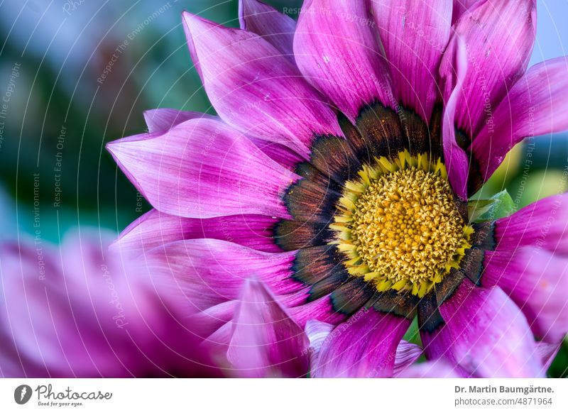 Inflorescence of a gazania, cultivated form; serves as summer flower in Central Europe, as not winter-hardy Gazania inflorescence blossom composite asteraceae