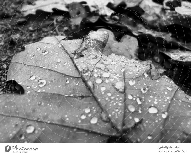 remnants Autumn Leaf Drops of water Rain Dew Rope contrasts Black & white photo Nature