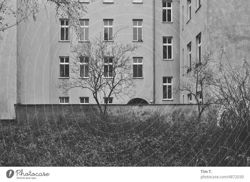 Backyard Berlin with tree Prenzlauer Berg b/w Greifswalder Strasse Downtown Capital city Town Black & white photo Day Exterior shot Deserted Old town