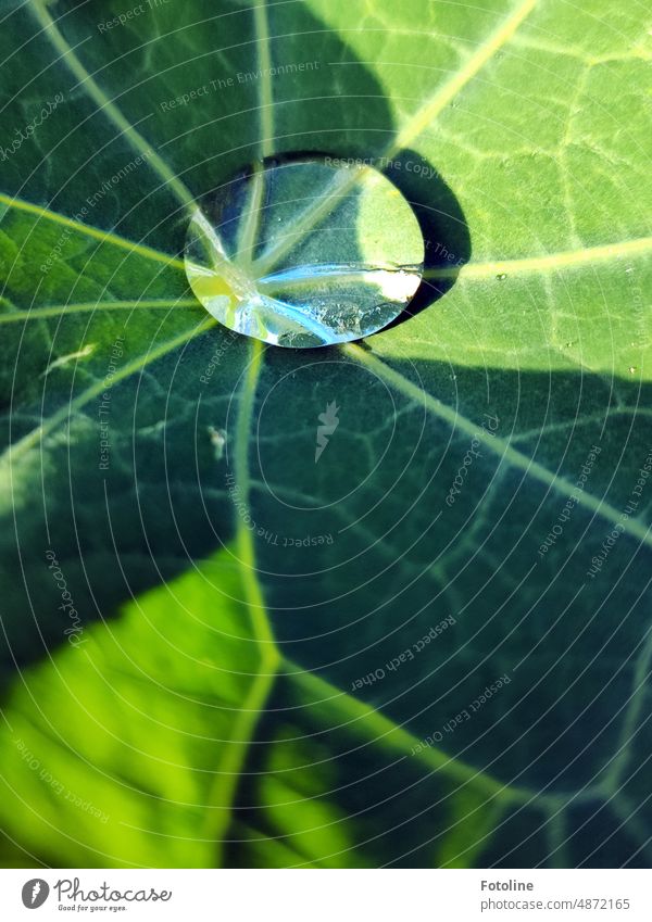 A few drops have collected in a green leaf to form a small puddle. The sun is doing its best to evaporate the water. Leaf Green Plant Macro (Extreme close-up)