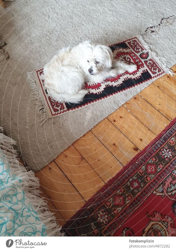 white dog on his carpet Dog Pet Carpet Animal portrait Puppydog eyes Love of animals wooden floor Ground Observe Looking White stay on the ball Pelt small dog