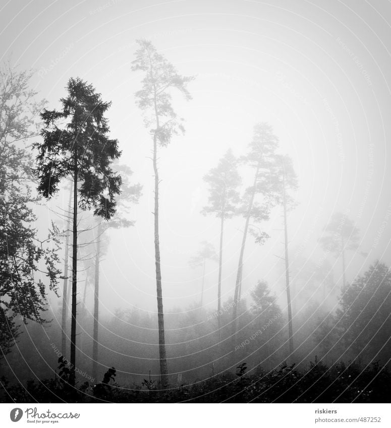 lonely giants Environment Nature Landscape Plant Autumn Weather Fog Forest Loneliness Uniqueness Cold Power Calm Black & white photo Exterior shot Deserted