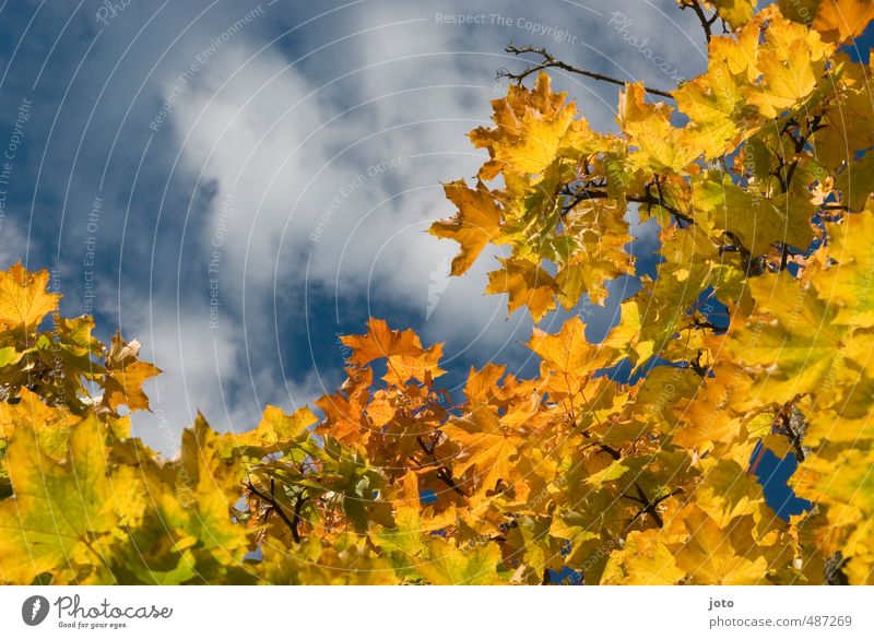 leaf canopy Nature Plant Clouds Autumn Tree Hang Illuminate Yellow Ease Decline Autumn leaves Leaf Leaf canopy Autumnal Sunbeam Multicoloured Transience Seasons