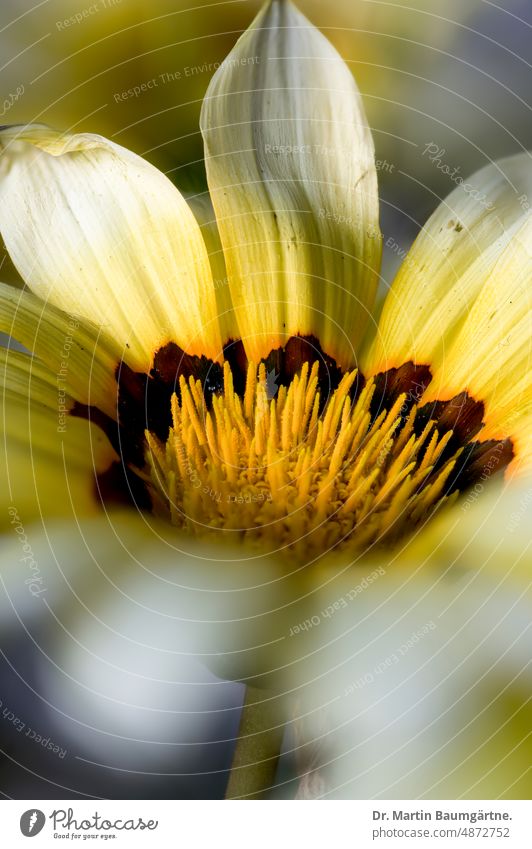 Yellow and cream inflorescence of a gazania, cultivated form; serves as a summer flower in Central Europe, as not hardy Gazania blossom composite asteraceae