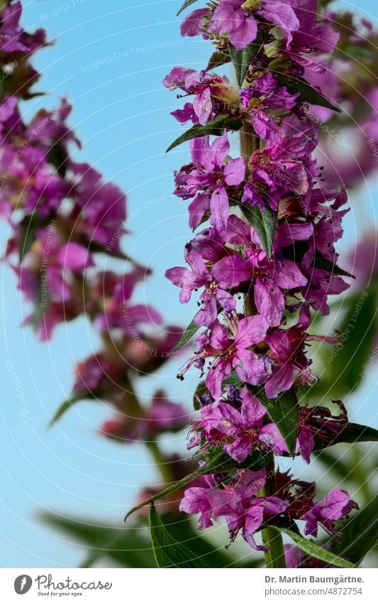 Common loosestrife (Lythrum salicaria), Lythraceae - Loosestrife family blood loosestrife lythrum salicaria inflorescence Blossom blossoms shrub aisduring