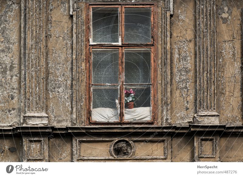 Tristesse with flowers Vienna Austria Town House (Residential Structure) Manmade structures Building Architecture Facade Window Old Poverty Historic Gloomy