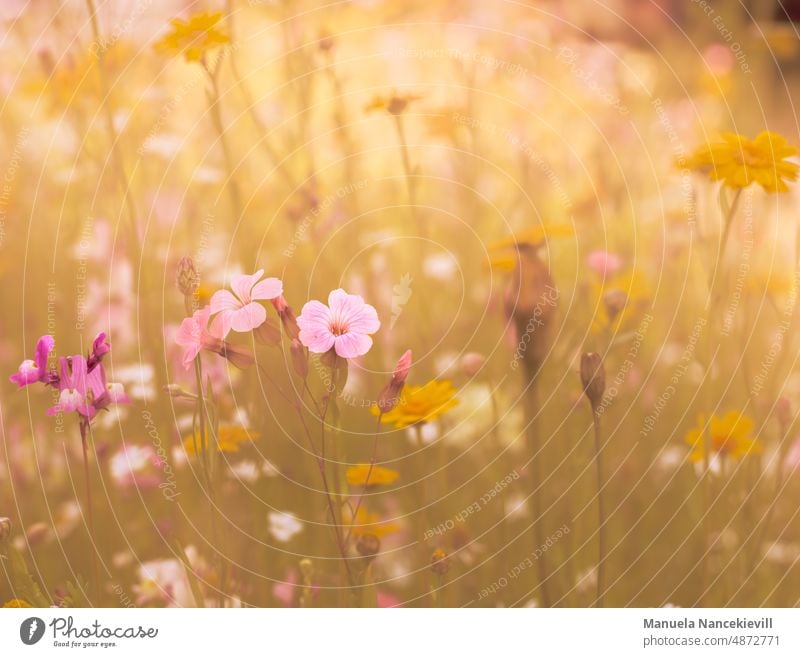 wildflower meadow wild flowers Field flowers Flower meadow Flower meadows Nature Meadow Plant Summer Blossom Blossoming naturally Environment Wild plant