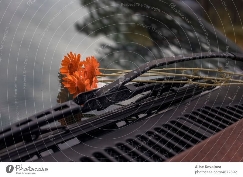 someone left these on my cars windshield flowers meadow flowers orange flowers car windshield windshield wipers reflection forest outside small flowers