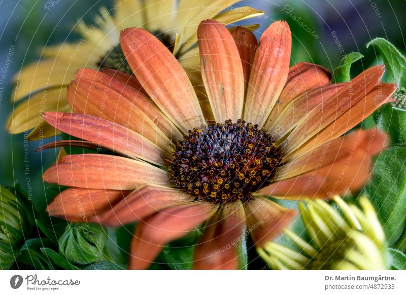 Osteospermum, inflorescence of a Cape daisy with orange tongue flowers, cultivated variety osteospermum marguerite blossom Breeding Hybrids summer flower