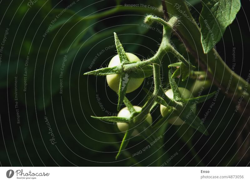 Tomato plant with new fruits, green unripe tomatoes growing in the vegetable garden tomato plant moody dark low key copy space nature organic gardening summer