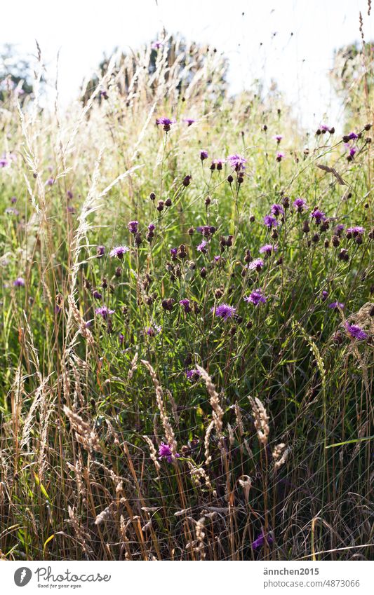 A field in the sunshine Field Summer cornflowers grasses Vacation & Travel Nature Colour photo Landscape Exterior shot Environment Plant Green Meadow Deserted