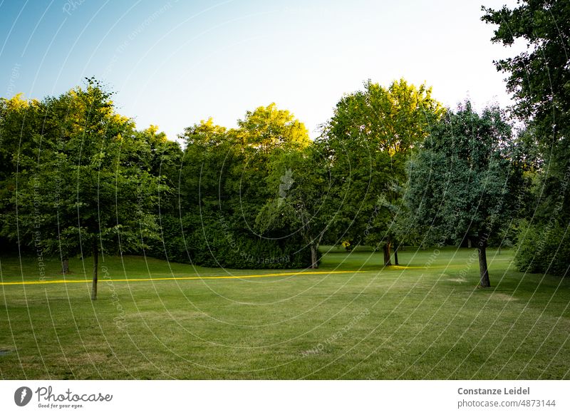 Evening mood in a green clearing with sky and yellow sun rays on the ground and in the treetops. Sunlight Sunset trees Deserted Green Beam of light Landscape