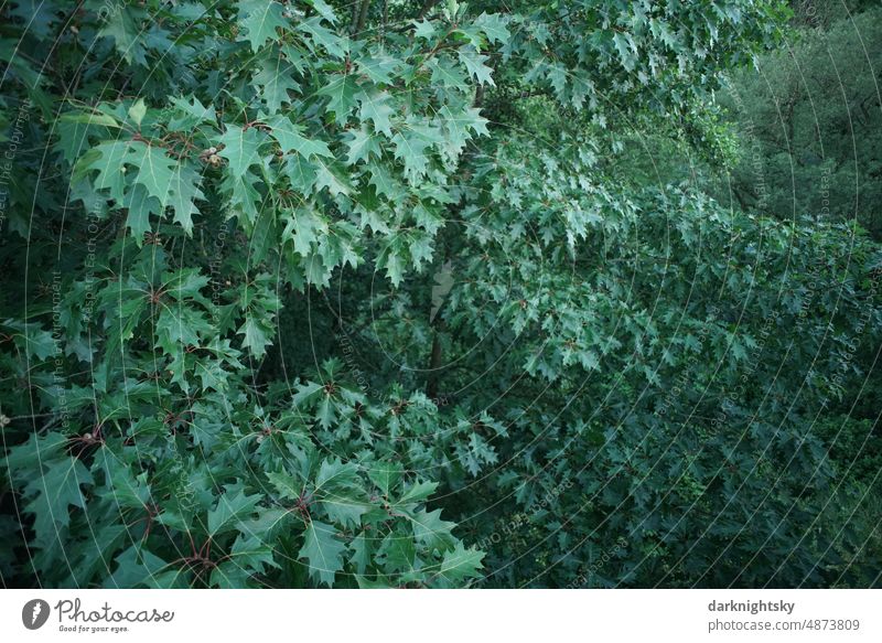 Green canopy of forest seen from above leaves Forest Nature Tree Environment Autumnal Autumnal colours foliage Exterior shot Deserted Autumn leaves Automn wood