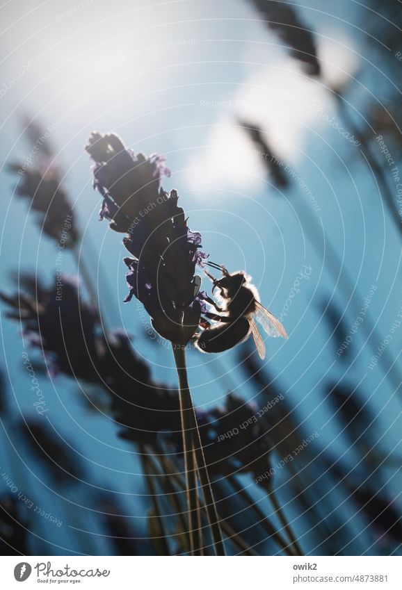 work animal Bee Lavender Plant Stalk Foraging Diligent Nature Insect Blossom Animal Exterior shot Colour photo Summer Garden Fragrance Honey bee Pollen