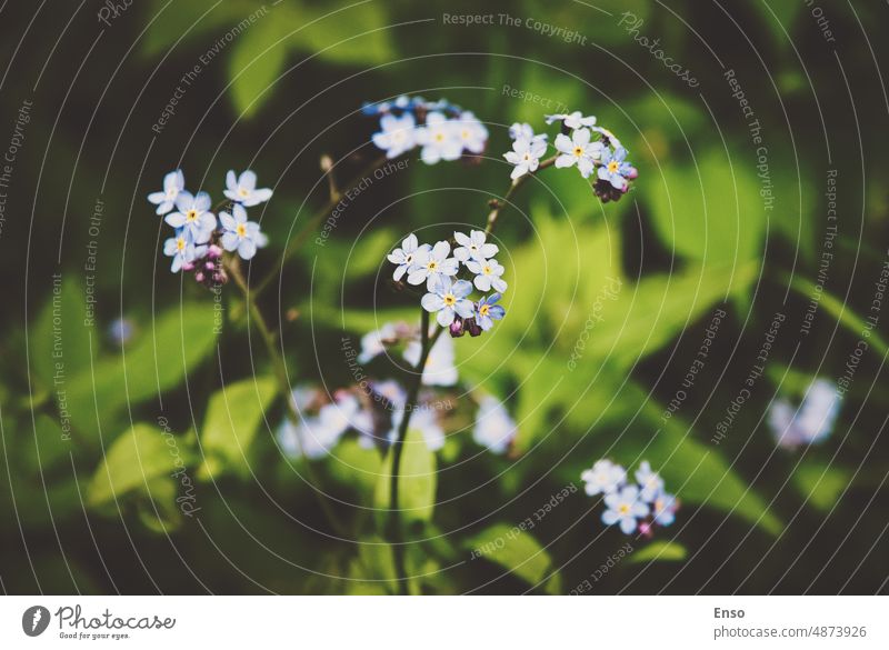 Forget-me-not in summer forest, Myosotis arvensis flower Common forget-me-not Field forget-me-not Field scorpion-grass Rough forget-me-not Field scorpiongrass