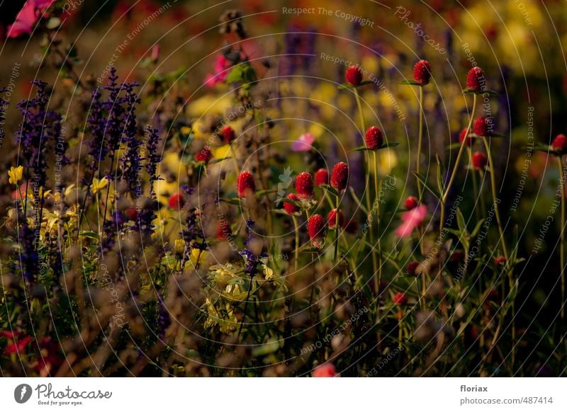 flower in the evening Harmonious Well-being Contentment Senses Relaxation Garden Nature Plant Flower Blossom Park Blossoming Growth Multicoloured Yellow Green