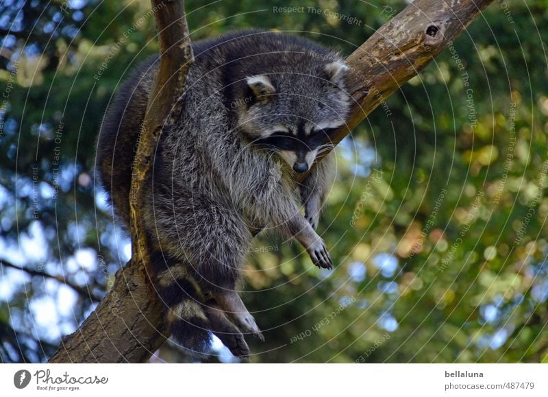 washing, cutting, LEGEN Environment Nature Plant Animal Sky Beautiful weather Tree Park Forest Wild animal Animal face Pelt Paw 1 Hang Sleep Raccoon