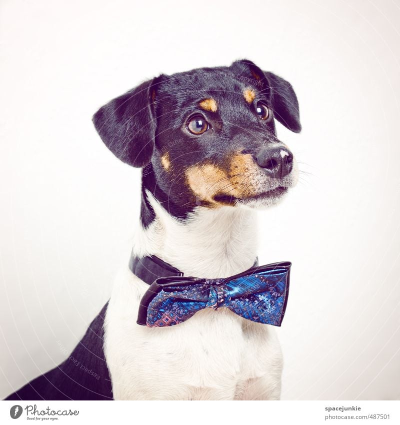 Johnny Animal Pet Dog 1 Wait Exceptional Cool (slang) Funny Curiosity Blue Yellow Black White Dog's head Puppydog eyes Bow tie Fashion Humor Cute Beautiful