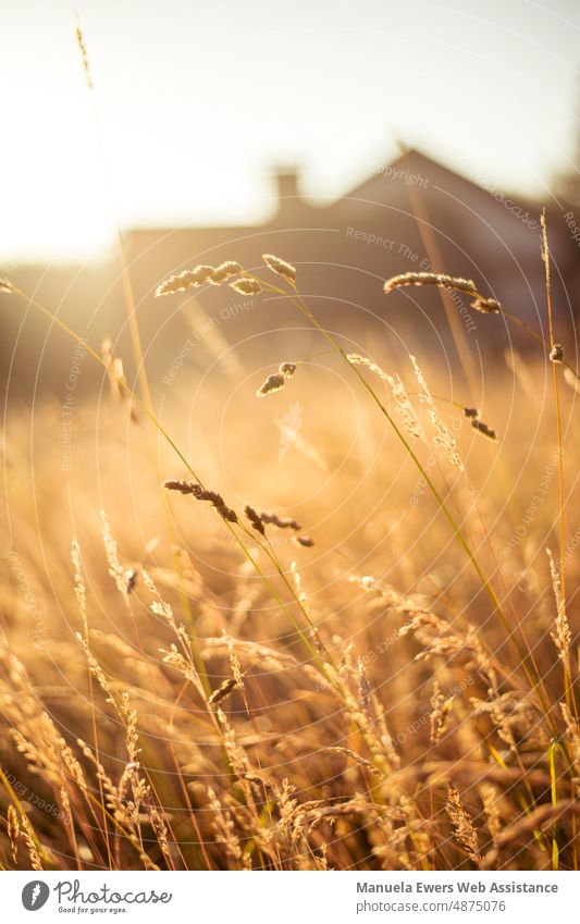 Grandiose light mood on the roadside with a view over golden yellow fields. In the background a housing estate. golden light grass meadow country country life