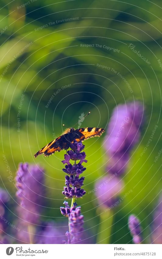 Small fox on lavender Butterfly Small tortoiseshell Lavender Nature Animal Exterior shot Colour photo Insect Day Grand piano Summer Close-up Plant Deserted