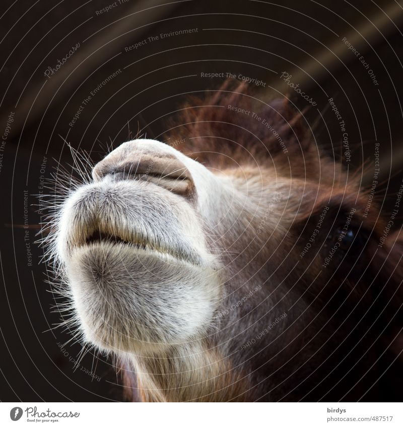 Portrait of dromedary head Animal face Camel Dromedary Nostrils 1 animal portrait Head Animal portrait Exceptional Brown Gray White Curiosity Looking